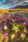 USA, California, Anza Borrego Desert State Park. Blooming desert flowers. Art Print
